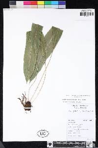 Elaphoglossum hybridum image