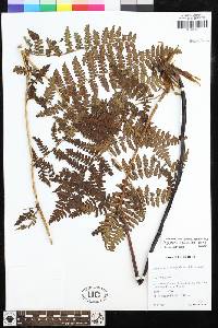 Dryopteris aquilinoides image