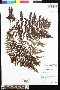 Dryopteris aquilinoides image