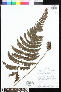 Steiropteris gardneriana image