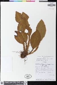 Elaphoglossum decoratum image
