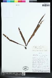 Lepisorus sublinearis image