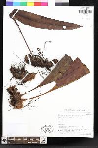 Elaphoglossum sporadolepis image