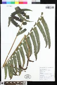 Pneumatopteris mesocarpa image