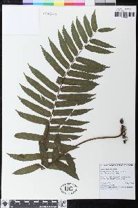 Lomagramma tahitensis image