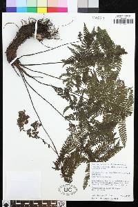 Coryphopteris pubirachis image