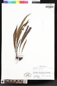 Elaphoglossum succubus image