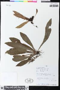 Image of Elaphoglossum alipes