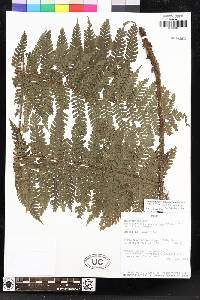 Megalastrum aureisquama image