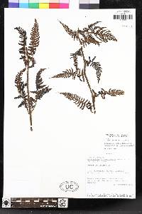 Megalastrum aureisquama image