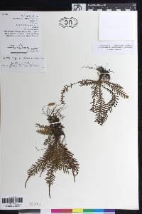 Image of Tomophyllum brachyphlebium