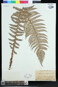 Polystichum aculeatum image