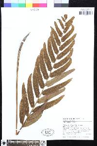 Meniscium arborescens image