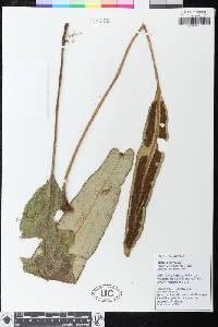 Elaphoglossum phoras image