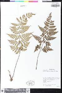 Dryopteris sparsa image