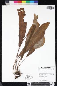 Elaphoglossum achroalepis image