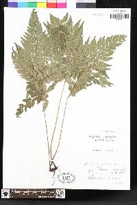 Polystichopsis muscosa image