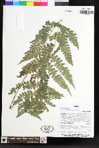 Polystichum platyphyllum image