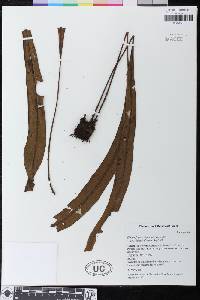 Elaphoglossum curvans image