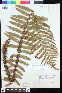 Dryopteris crassirhizoma image