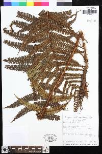 Dryopteris wallichiana image