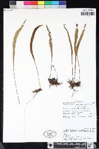 Image of Elaphoglossum aspidiolepis