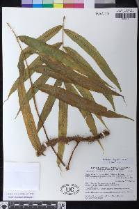 Polypodium pleurosorum image