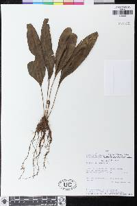 Elaphoglossum discolor image