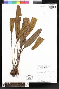 Elaphoglossum oculatum image