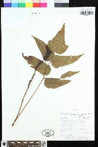 Cyrtomium pachyphyllum image