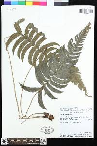 Goniopteris jamesonii image