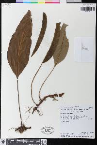 Elaphoglossum oophyllum image