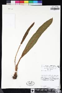 Elaphoglossum obscurum image