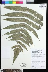 Steiropteris glandulosa image