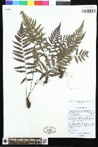 Amauropelta saxicola image