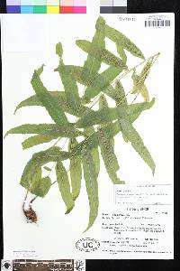 Image of Meniscium delicatum