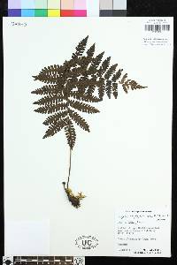 Coryphopteris obtusata image