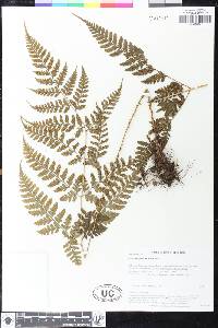 Dryopteris sparsa image