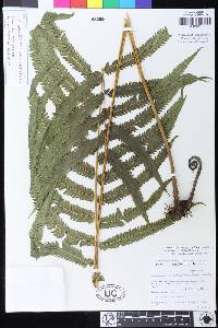 Image of Chingia tortuosa