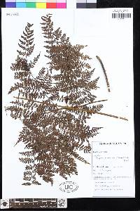 Dryopteris purpurascens image