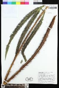 Image of Chingia fijiensis