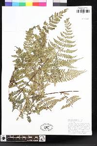 Dennstaedtia glabrata image