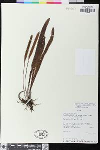 Elaphoglossum nigrescens image