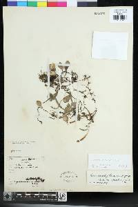 Lemmaphyllum microphyllum var. obovatum image