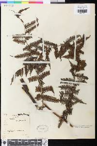 Diplazium polypodioides image