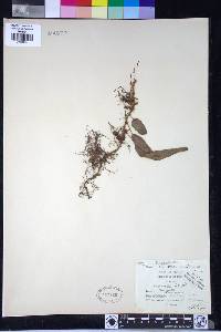 Selliguea rhynchophylla image