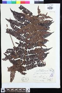 Dryopteris apiciflora image