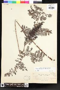 Dryopteris pseudocaenopteris image