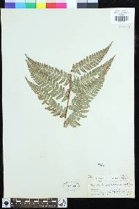 Dryopteris championii image