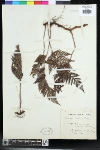 Davallia repens image